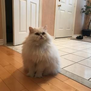 Meet your Posher, Gabriella